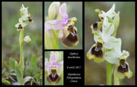 Ophrys-leochroma2